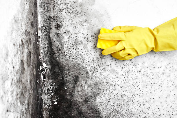 Best Mold Testing  in Adel, GA