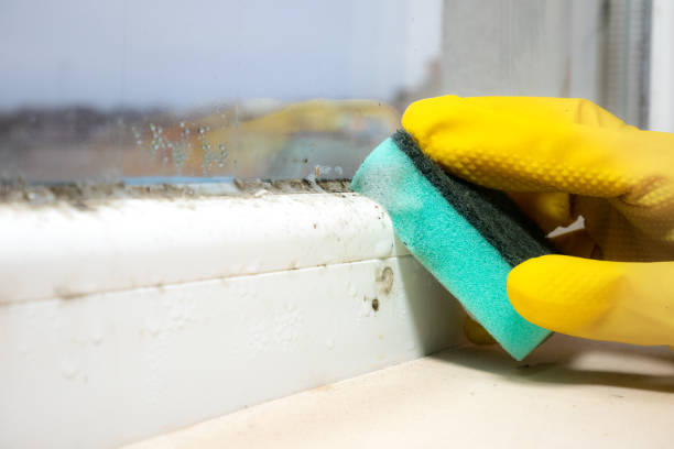 Best Fast Mold Removal  in Adel, GA