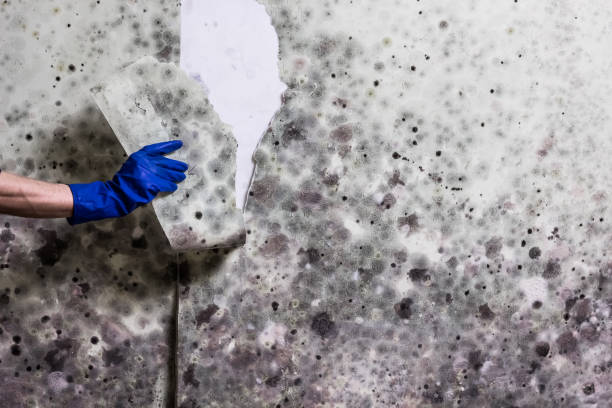 Best Mold Testing  in Adel, GA